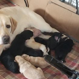 Labrador Retriever Puppies from SciFi Labradors