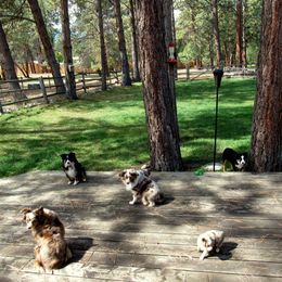 Toy Australian Shepherd Facilities from Flying Walker Toy Aussies