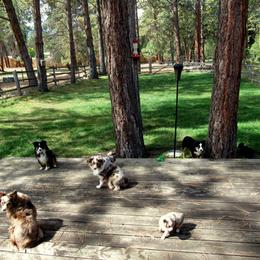 Toy Australian Shepherd Facilities from Flying Walker Toy Aussies