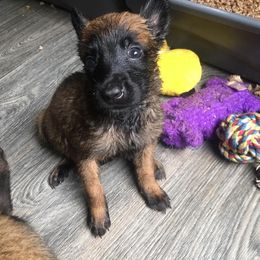 German Shepherd Puppies from Vom Kugelblitz Kennels