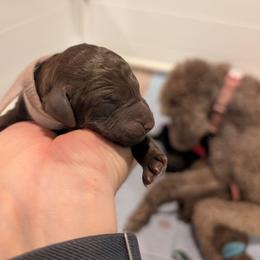 Aster - Chocolate male Australian Labradoodle puppy in Sturbridge, Massachusetts from Pawlite Best Friends