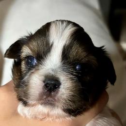 Tony - Tricolor male Shih Tzu puppy in Skipperville, Alabama from Nay Nay’s Babies