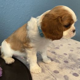 Cavalier King Charles Spaniel Puppies from Christina’s Cavaliers