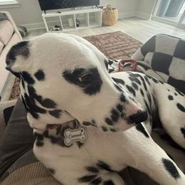 Caesar - White and black male Dalmatian puppy in Richmond, Virginia from Darrfield