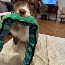 Australian Shepherd Puppies from Mountain Ridge Aussies