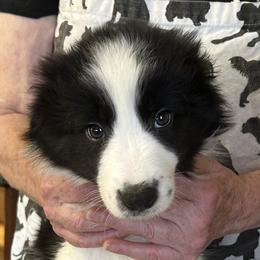 Striper - Black and white male Border Collie puppy in Giddings, Texas from JoyLee Border Collies