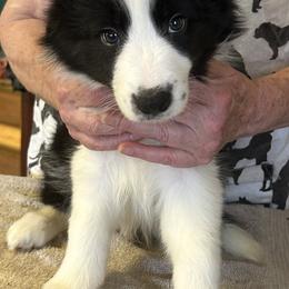 Striper - Black and white male Border Collie puppy in Giddings, Texas from JoyLee Border Collies