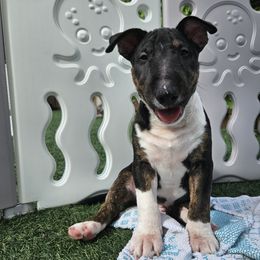 Boy 2 Biggie - Black brindle and white Miniature Bull Terrier puppy in Hollywood, Florida from Mini Bull Lane