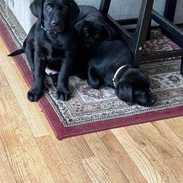 Labrador Retriever Puppies from Branley's Riverside Labradors