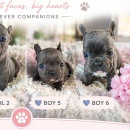 French Bulldogs from M & A Frenchies