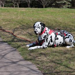 Dalmatian All Grown Up from Rosais Acres LLC