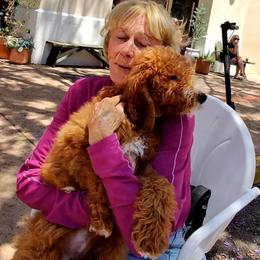 Bentley - Service Dog Candidate - Apricot male Goldendoodle puppy in Lancaster, California from Kid's Best Doodle