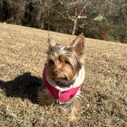 Yuri. - Yorkshire Terrier