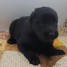 Girl 2 - Black female Belgian Sheepdog puppy in Green Bluff, Washington from Clawson Belgians