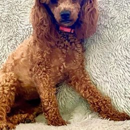 Bella Brie - Poodle