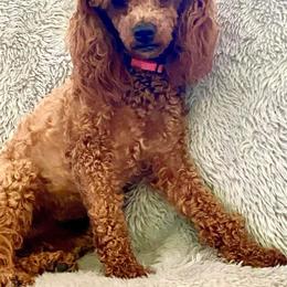 Bella Brie - Poodle