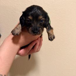 Green - Black and tan female Dachshund puppy in Modesto, California from Once Upon a Mini Dachshund