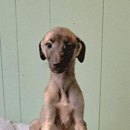 Female 1 - Fawn female Greyhound puppy in Steamboat Rock, Iowa from River Valley Canines