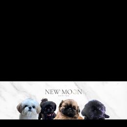 Winnie - Black and white female Shih Tzu puppy in Galveston, Texas from 🌗 New Moon Shih Tzu 🌗