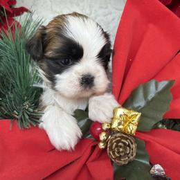 Emmy - Tricolor female Shih Tzu puppy in Weeki Wachee, Florida from Svitlana Geist
