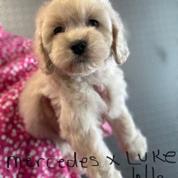 Mercedes buff girl - Buff female Cockapoo puppy in Haines City, Florida from Camic Cockapoos