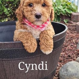 Labradoodle Puppies from Dancing Doodles