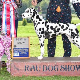 Dalmatians from CarriageHill Dalmatians