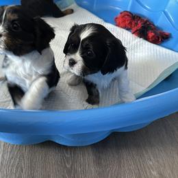 Cavalier King Charles Spaniel Puppies from Cavalier Country Farm