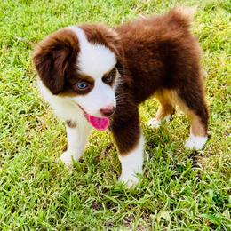 Red Tri blue eyes 1 - Red tri male Toy Australian Shepherd puppy in Oklahoma City, Oklahoma from Faith River Aussies
