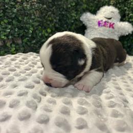 Bones - Brindle and white male Cardigan Welsh Corgi puppy in Clio, Michigan from Old Oak Cardigans