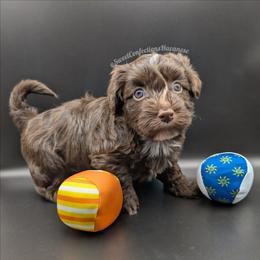 Chocolate Mousse - Chocolate male Havanese puppy in Marysville, Ohio from Sweet Confections Havanese