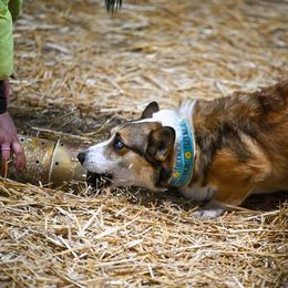 Pembroke Welsh Corgi Puppies from Outlands Corgis