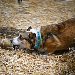 Pembroke Welsh Corgi Puppies from Outlands Corgis