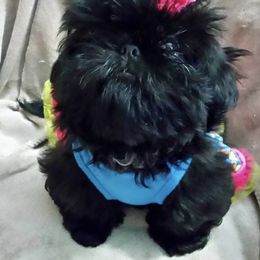 Shih Tzus from B A’s. Shih Tzus