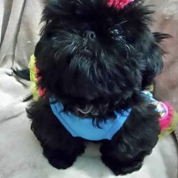 Shih Tzus from B A’s. Shih Tzus