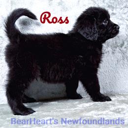 Ross - Black male Newfoundland puppy in Cortez, Colorado from Bear Heart Newfoundlands, LLC