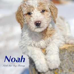 Noah - Goldendoodle puppy in Lancaster, Minnesota from North Star Dog Training