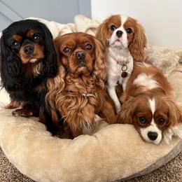 Cavalier King Charles Spaniels from Bella Notte Cavaliers