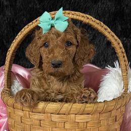 Mint girl - Red  female Poodle puppy in Bowling Green, Kentucky from Ritzy Red Poodles