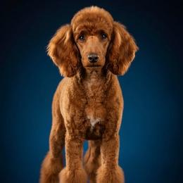 Laika - Poodle