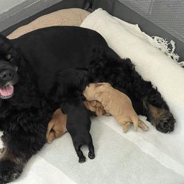 Cocker Spaniel Puppies from Belive in Dreams Cockers