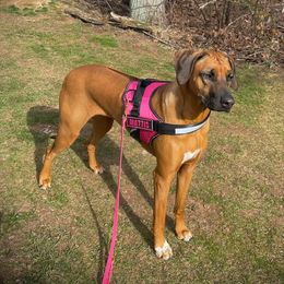Mattis - Rhodesian Ridgeback