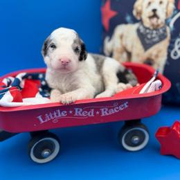 Donnie - Merle male Sheepadoodle puppy in Willacoochee, Georgia from Kitandkboodle's Doodles