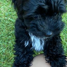 Maltipoo and Poodle Puppies from Toy Poodle & Maltipoo Maui