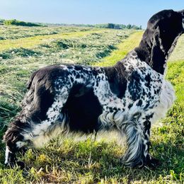 Maizie - English Springer Spaniel