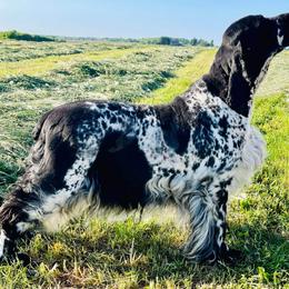 Maizie - English Springer Spaniel