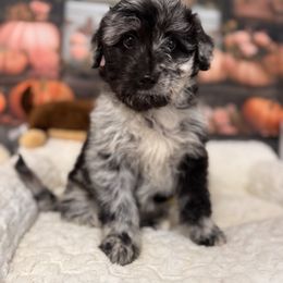 Blizzard - Blue merle female Aussiedoodle puppy in Dickerson, Maryland from Pawsome Aussie Doodles and Oodles