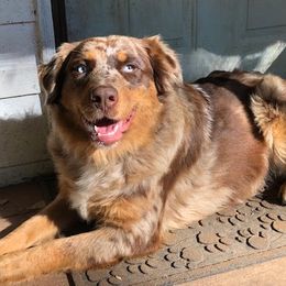 Honey - Australian Shepherd