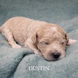 Dustin - Apricot male Goldendoodle puppy in Hendersonville, Tennessee from Ben's Best Buddy Goldendoodles