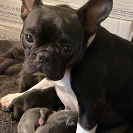 Maggie - French Bulldog